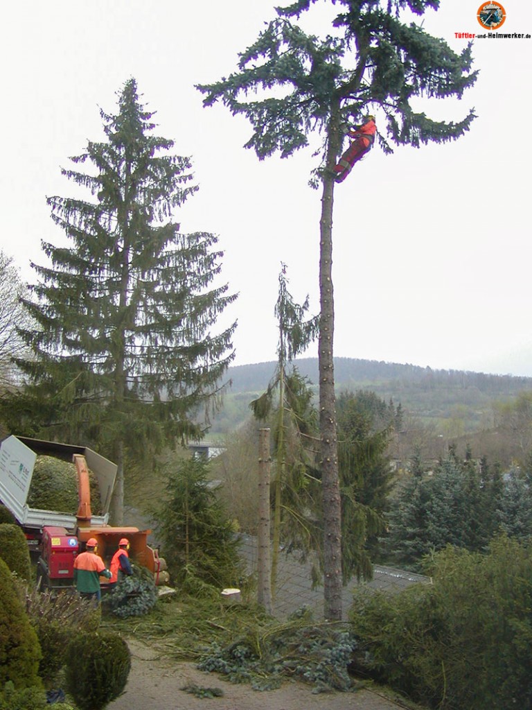 Sturmschäden, Baum entwurzelt, wer haftet wer zahlt?