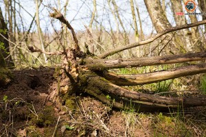 Sturmschaden Baum entwurzelt