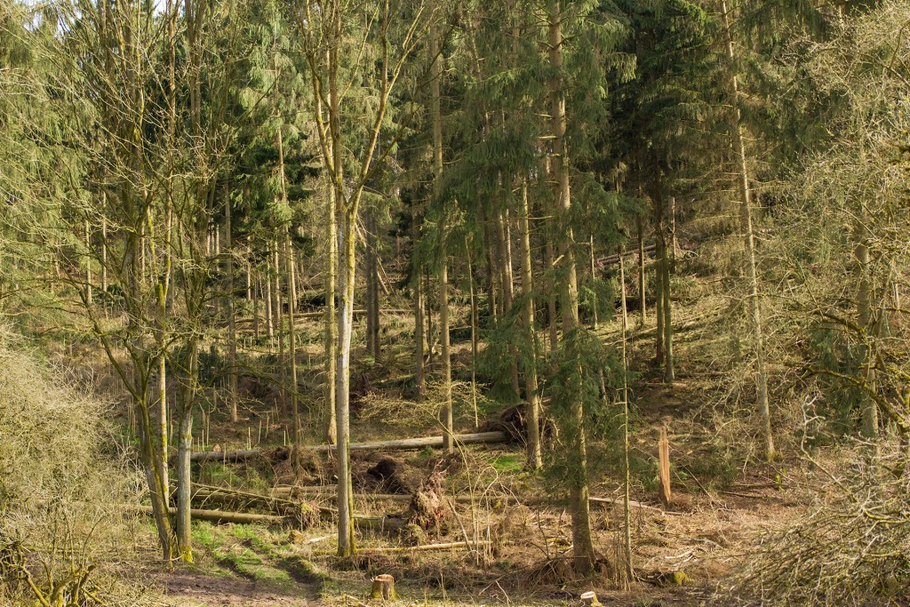 Sturmschaden - Umgeworfene Bäume