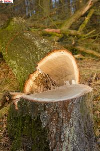 Kettensaege-Baum-faellen-Schnitt