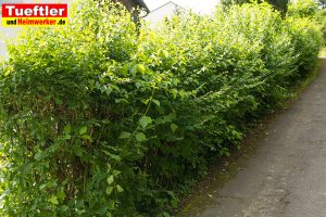 Akku-Heckenschere-Vergleich-Wilde-Hecke