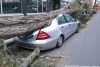 Umgefallenen Baum, was zahlt welche Versicherung?