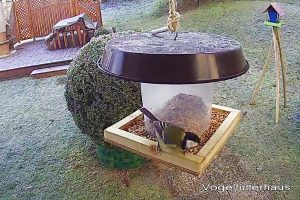 Vogelfutterhaus-schnell-gebaut-Fertig-Vogel