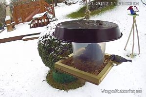 Vogelfutterhaus-schnell-gebaut-Fertig-Vogel-Winter