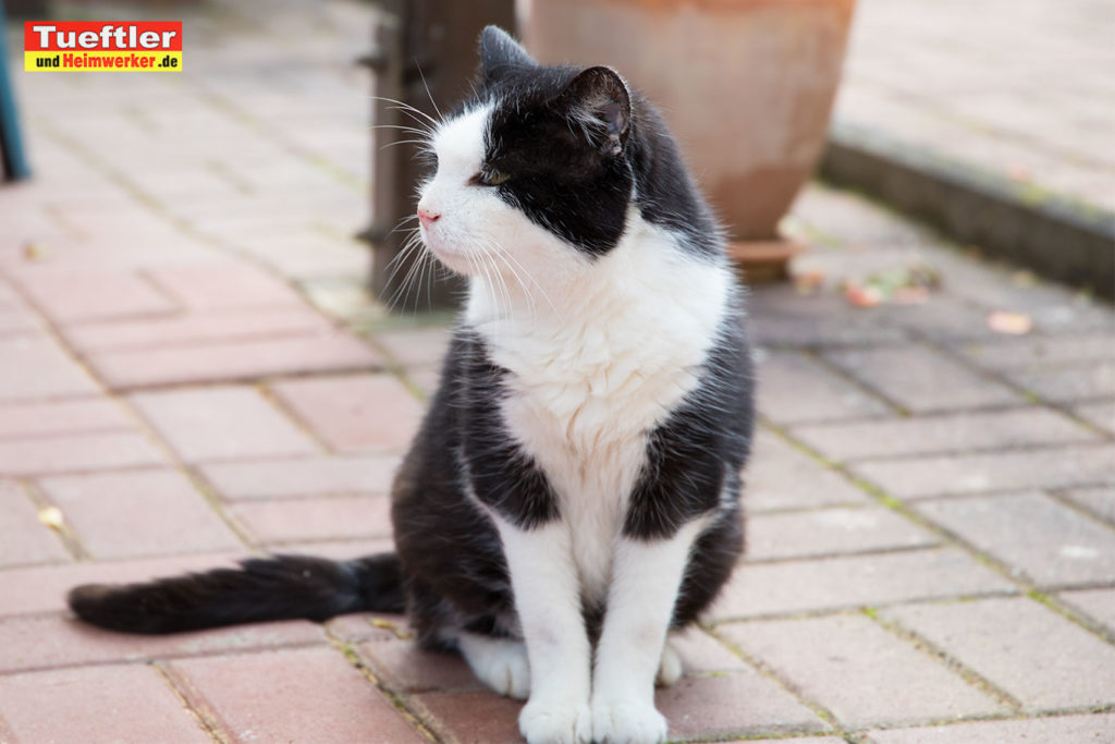 Katzenhaus-DIY-Projekt-Katze-Bruno