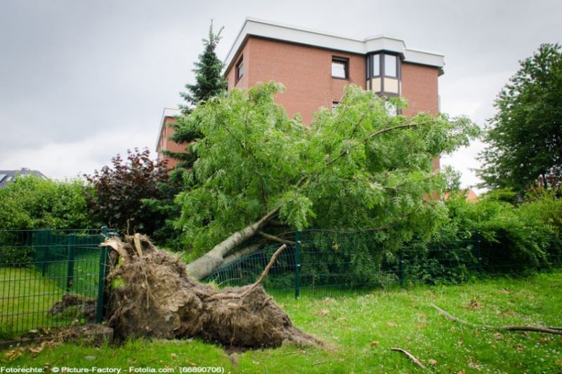 Sturmschäden, Baum entwurzelt, wer haftet wer zahlt