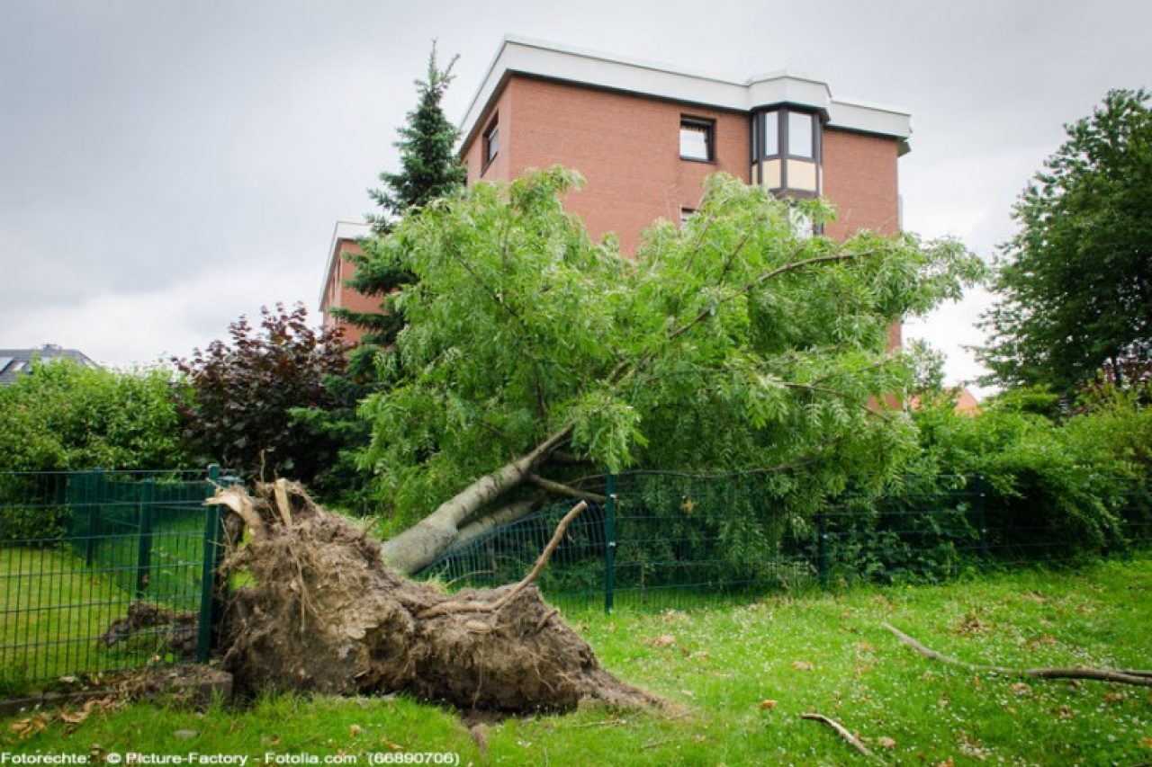 Baum Haus Sturmschaden Haftung